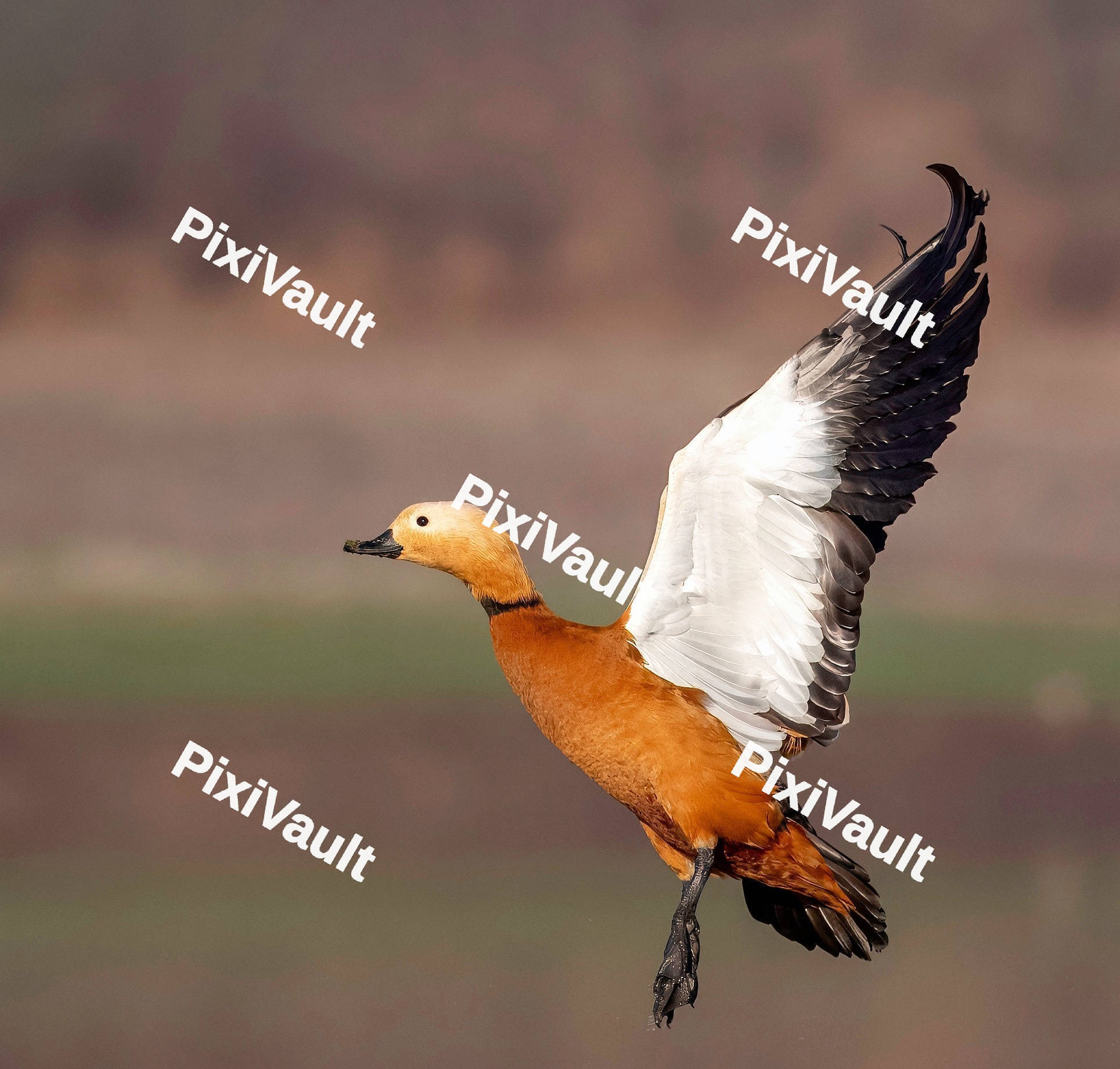 Ruddy shelduck bird flying